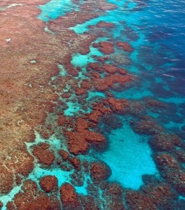 Great Barrier Reef: KI überwacht bald das Ökosystem (Foto: Gabi Stein, pixabay.com)