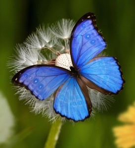 Morpho-Falter: Seine Flügel unterstützen die Onkologie (Foto: Briam Cute, pixabay.com)