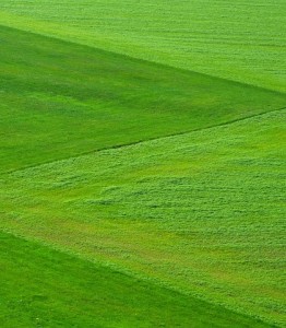 Feld: Neuer Dünger lässt Gras schneller wachsen und schon die Umwelt (Foto: LoggaWiggler/pixabay.de)