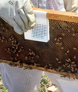 Wärmesensor an einer Bienenwabe: Optimale Temperaturen sind besonders wichtig (Foto: ucr.edu)