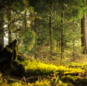 Natur: Gesundheit von Wäldern wird automatisch überwacht (Foto: ktu.edu)