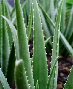 Aloe Vera: Naturprodukt begünstigt Pseudo-Fleisch-Herstellung (Foto: pixabay.com, cegoh)